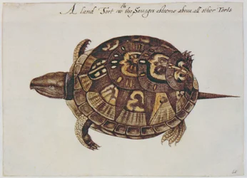 Common Box Tortoise (litografi)